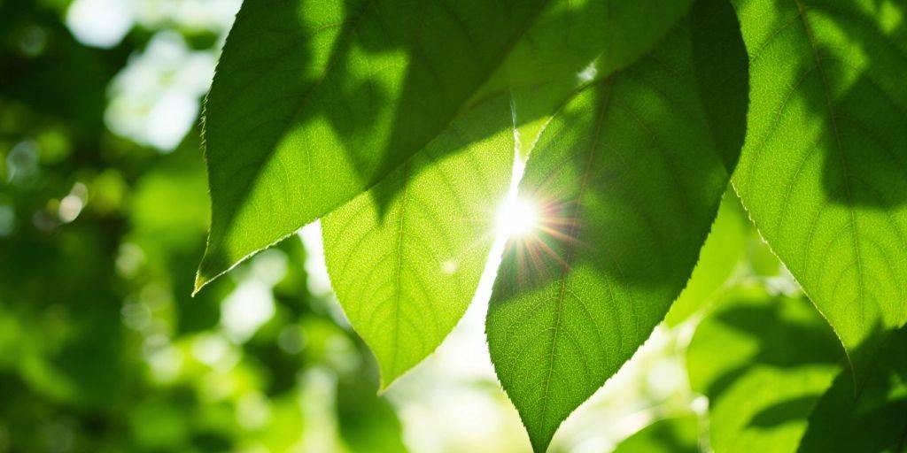 Nærbilde av en grønn plante med detaljerte blader.