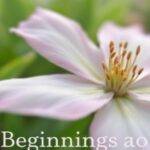 Nærbilde av en delikat blomst i naturen.