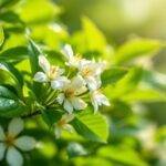 Nærbilde av akapni-plante med grønne blader og blomster.