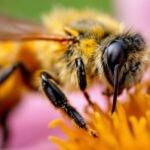 Nærbilde av en bie på en blomst.