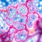 Lungealveoler i naturlig tilstand, sunne og detaljerte.