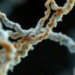 Mikroskopisk bilde av amyloid fibriller.