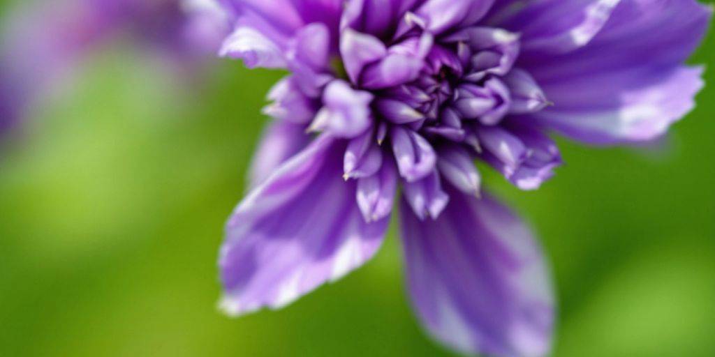 Nærbilde av en vakker alp blomst.